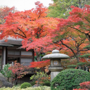 Koishikawa Korakuen (Tokyo) in autumn 4