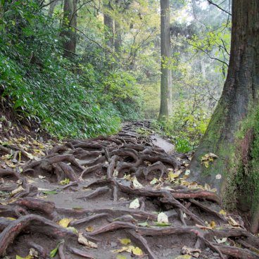 Mount Takao (Tokyo), Roots networks on the forest hiking trail