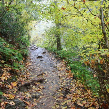 Mount Takao (Tokyo), Hiking trail covered in autumn leaves 2