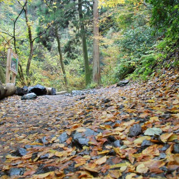 Mount Takao (Tokyo), Hiking trail covered in autumn leaves