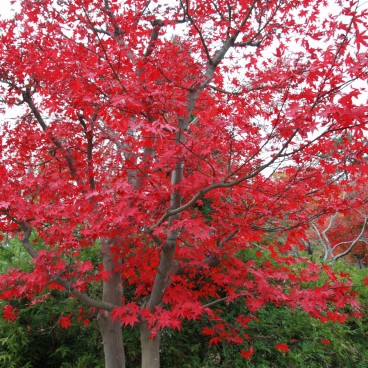 Hakone, Momiji foliage in autumn