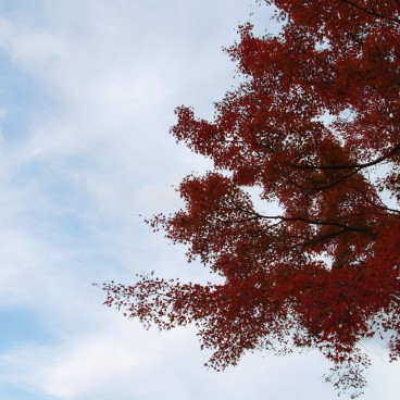 Hakone, Momiji foliage in autumn 2
