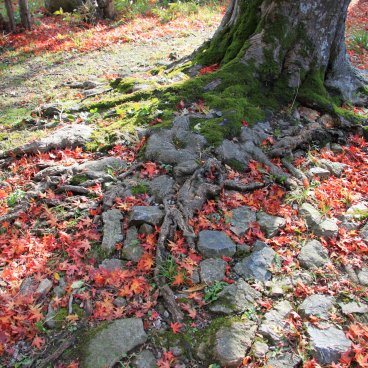 Hikone Castle (Shiga), Red maple tree leaves on the ground