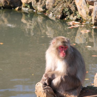 Iwatayama in Kyoto, Japanese macaque sitting by a pond