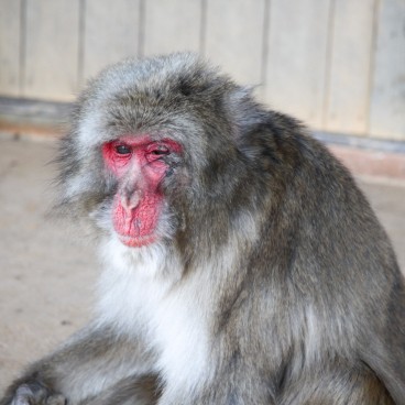 Iwatayama in Kyoto, Old Japanese macaque