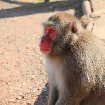 Iwatayama in Kyoto, Japanese macaque 2