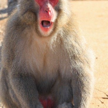 Iwatayama in Kyoto, Japanese macaque 3