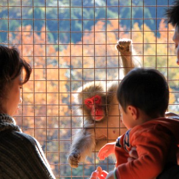 Iwatayama in Kyoto, Visitors giving treats to a monkey