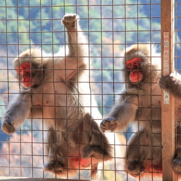 Iwatayama in Kyoto, Japanese macaques waiting for a treat