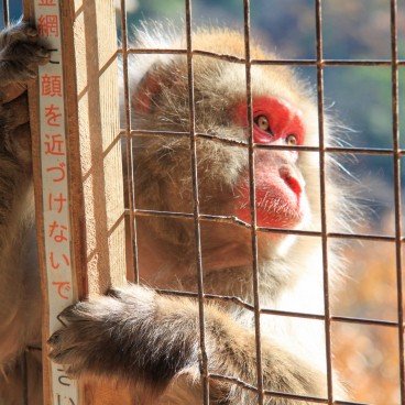 Iwatayama in Kyoto, Close-up on a Japanese macaque