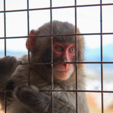 Iwatayama in Kyoto, Close-up on a young Japanese macaque