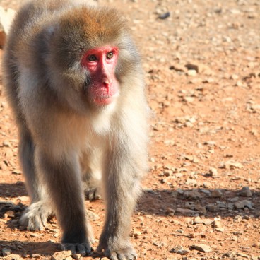 Iwatayama in Kyoto, Japanese macaque walking