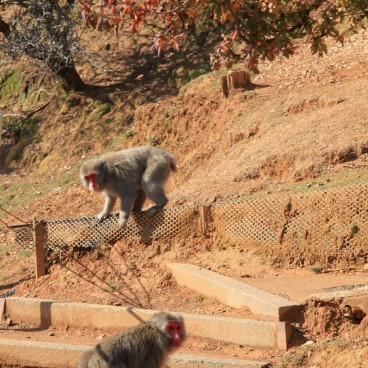 Iwatayama in Kyoto, Japanese macaques playing
