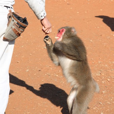 Iwatayama in Kyoto, Visitors giving treats to a monkey 2