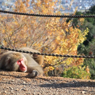 Iwatayama in Kyoto, Japanese macaque lying down