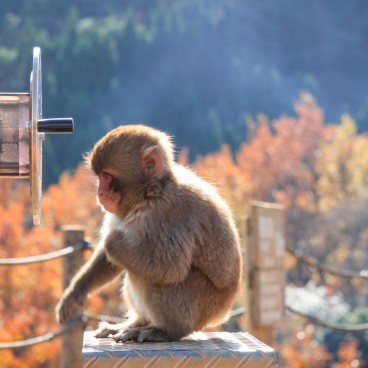 Iwatayama in Kyoto, Young Japanese macaque playing with the binoculars
