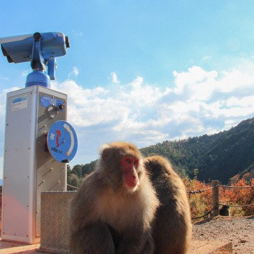 Iwatayama in Kyoto, Japanese macaques playing near the binoculars