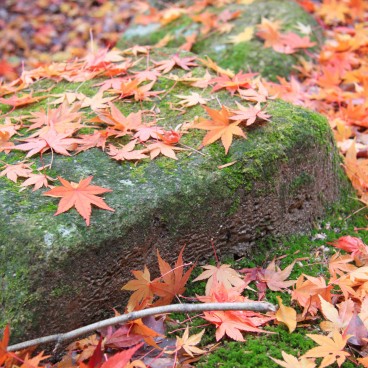 Momijidani Park (Miyajima), Moss-covered stones and red maple tree leaves in autumn 2