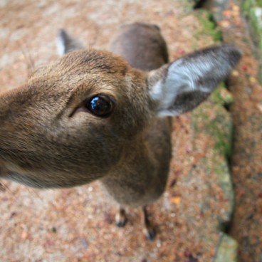 Momijidani Park (Miyajima), Friendly shika deer 2