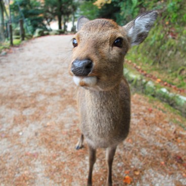 Momijidani Park (Miyajima), Friendly shika deer 3
