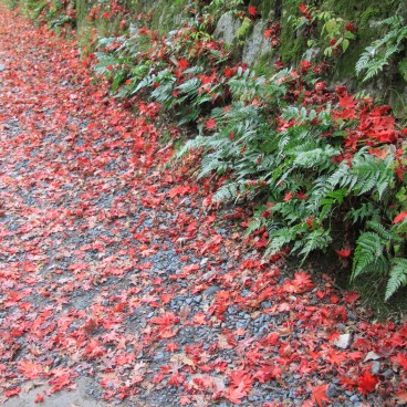 Mount Daimonji in Kyoto, Walking path covered in maple trees leaves in autumn