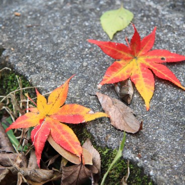 Mount Daimonji in Kyoto, Momiji leaves on the ground in autumn