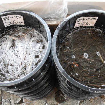 Tsukiji Fish Market, Fish 2