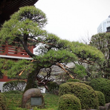 Zojo-ji in Tokyo, Bonsai-shaped pine trees in the garden