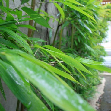 Zojo-ji in Tokyo, Bamboos on a rainy day