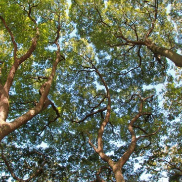 Hamarikyu Garden (Tokyo), Trees
