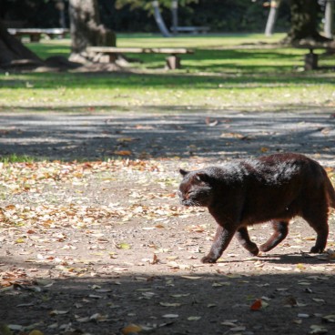 Hamarikyu Garden (Tokyo), Cat living in the garden
