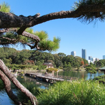Hamarikyu Garden (Tokyo), Traditional Japanese garden and modern buildings in the background 4