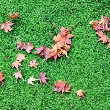 Saiho-ji Koke-dera temple (Kyoto), Momiji on a moss bed
