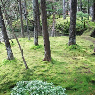 Saiho-ji Koke-dera temple (Kyoto), Moss garden in autumn 2