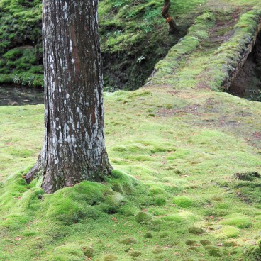 Saiho-ji Koke-dera temple (Kyoto), Moss garden in autumn 3
