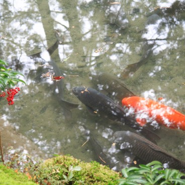 Saiho-ji Koke-dera temple (Kyoto), Carps in the moss garden's pond