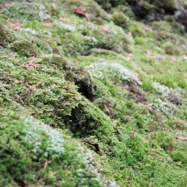 Saiho-ji Koke-dera temple (Kyoto), Moss bed in the garden