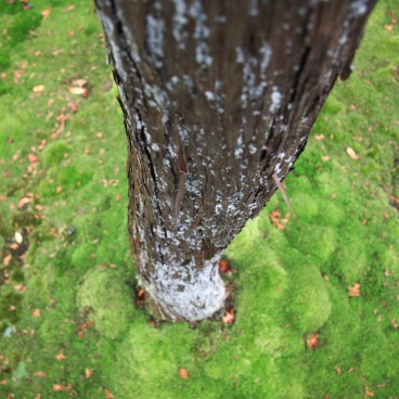 Saiho-ji Koke-dera temple (Kyoto), Moss bed and tree