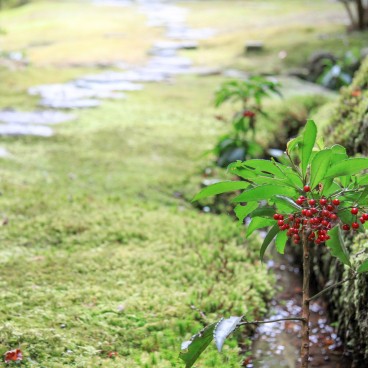 Saiho-ji Koke-dera temple (Kyoto), Moss bed in the garden 2