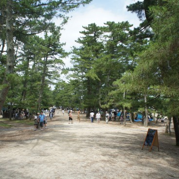 Amanohashidate, Path on the sandbar under the pine trees