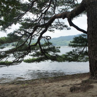 Amanohashidate, A pine tree on the white sand beach