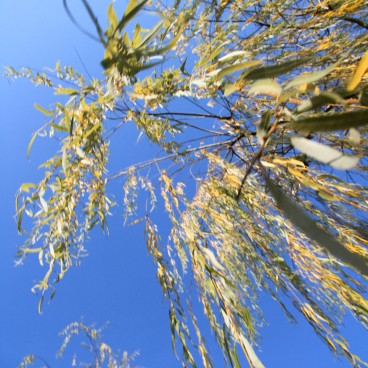 Sanjusangendo in Kyoto, A tree