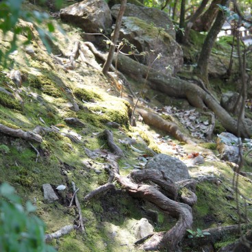 Kamigamo-jinja (Kyoto), Vegetation in the shrine's grounds