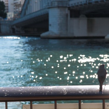 Himiko Cruise (Tokyo), Day view on Tokyo from Sumida River 3