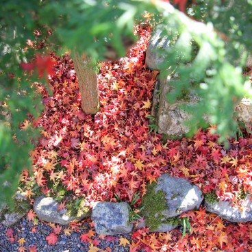 Adashino Nenbutsu-ji (Kyoto), Maple tree leaves on the ground in autumn