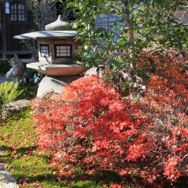 Adashino Nenbutsu-ji (Kyoto), Tanuki, lantern and autumn vegetation