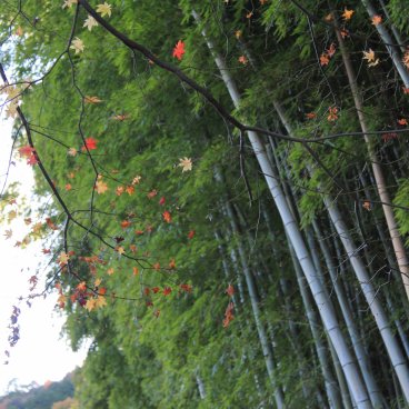 Adashino Nenbutsu-ji (Kyoto), Bamboos and maple trees in autumn