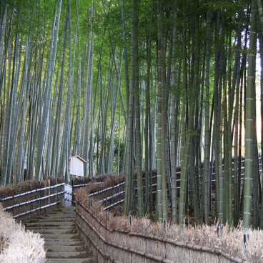 Adashino Nenbutsu-ji (Kyoto), Bamboo forest