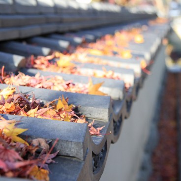 Adashino Nenbutsu-ji (Kyoto), Roof covered with maple tree leaves in autumn