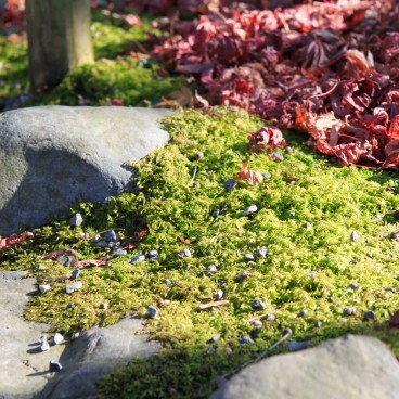 Adashino Nenbutsu-ji (Kyoto), Stone covered in moss and maple tree leaves in autumn